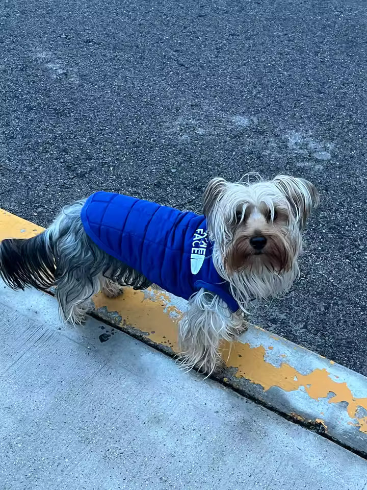 The Dog Face™ Street Puffer