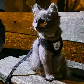 Real World Paws™ AirMesh Reflective Harness & Leash Set