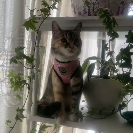 Real World Paws™ AirMesh Reflective Harness & Leash Set